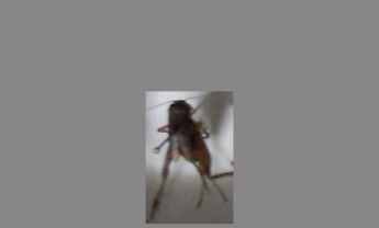 蟋蟀