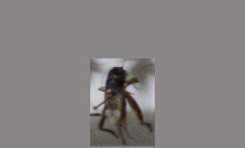 蟋蟀