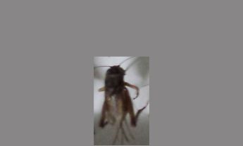 蟋蟀