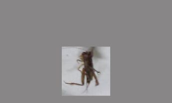 蟋蟀