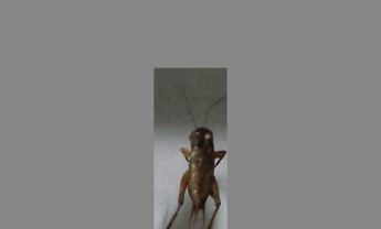 蟋蟀