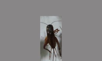 蟋蟀