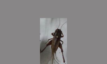 蟋蟀