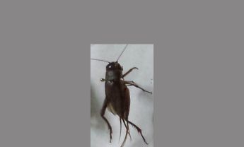 蟋蟀