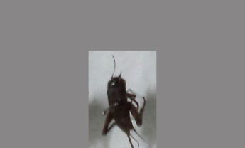 蟋蟀