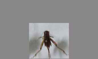 蟋蟀