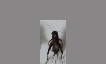 蟋蟀