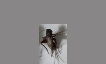 蟋蟀