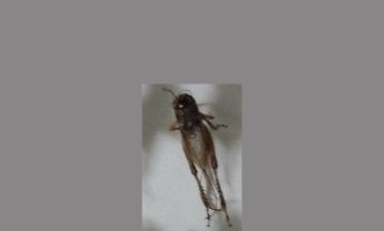 蟋蟀