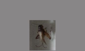 蟋蟀