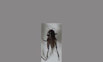 蟋蟀