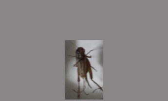 蟋蟀