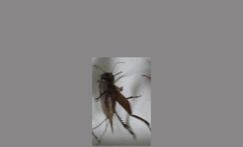 蟋蟀