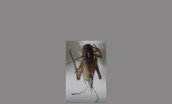 蟋蟀