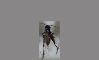 蟋蟀