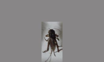 蟋蟀