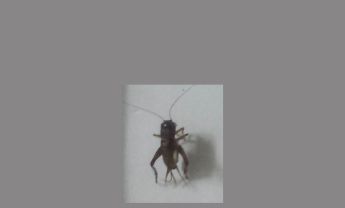 蟋蟀