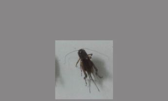 蟋蟀