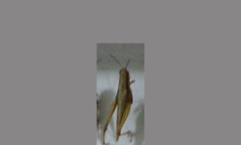 蝗虫