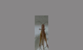 蝗虫