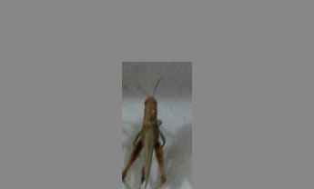 蝗虫