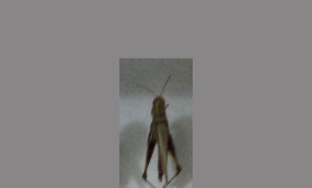 蝗虫