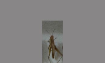 蝗虫
