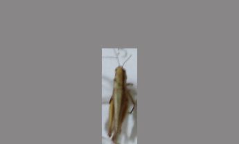 蝗虫