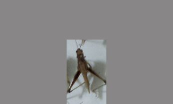 蝗虫