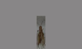 蝗虫