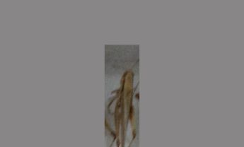 蝗虫