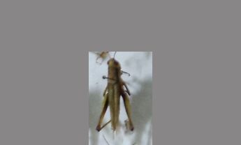 蝗虫