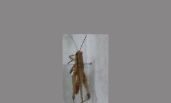 蝗虫