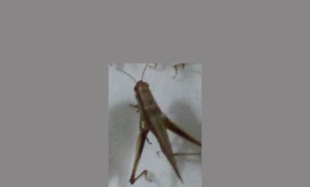 蝗虫