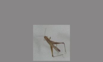 蝗虫