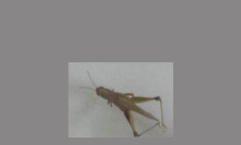 蝗虫