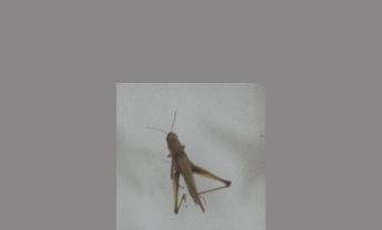 蝗虫