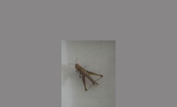 蝗虫