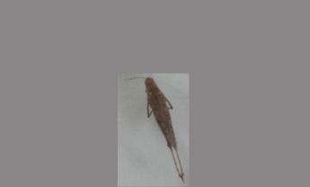 蝗虫
