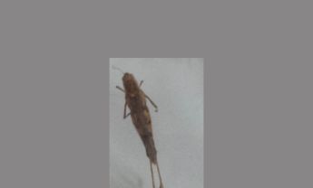 蝗虫