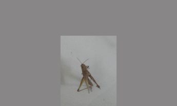 蝗虫