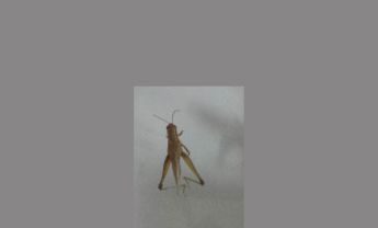 蝗虫