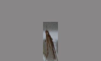蝗虫