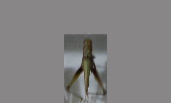 蝗虫