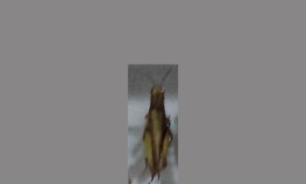 蝗虫