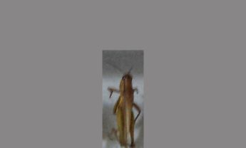 蝗虫