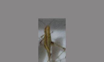 蝗虫