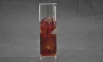 人体胚胎骨骼染色标本