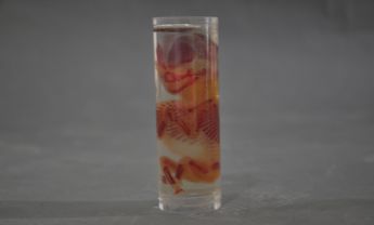 人体胚胎骨骼染色标本