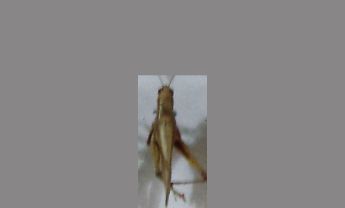 蝗虫